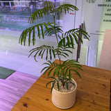 Everfresh Tree in Ceramic White Pot (Total height: 75-80cm)