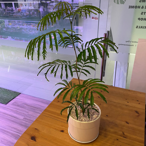 Everfresh Tree in Ceramic White Pot (Total height: 75-80cm)