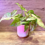 Syngonium Milk Confetti in Pink Ombre Ceramic Planter Pot