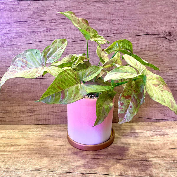 Syngonium Milk Confetti in Pink Ombre Ceramic Planter Pot