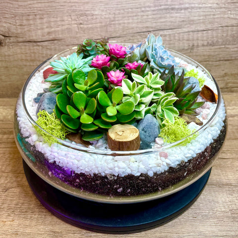 Atelier Succulent Centerpiece in Flatbowl Terrarium (XL)
