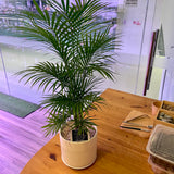 Bamboo Palm Potted Plant in Ceramic White Pot (Total height: 70-75cm)
