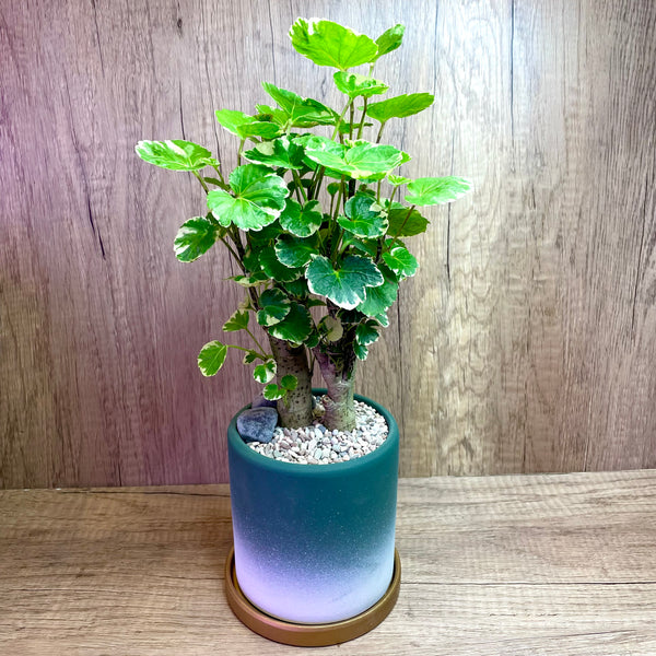 Polyscias scutellaria variegata, also known as Variegated Ming Aralia or Variegated Polyscias in Modern Ceramic Pot with Golden Base