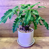 Philodendron 'Xanadu' Potted Plant in Ceramic Pot (Total height: 35-40cm)