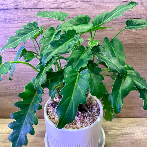 Philodendron 'Xanadu' Potted Plant in Ceramic Pot (Total height: 35-40cm)