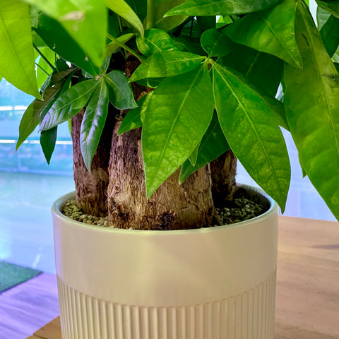 Pachira Money Tree 发财树 Triple Trunks in Ceramic White Pot (Total height: 60-80cm)