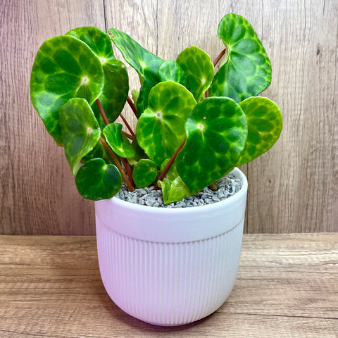 Begonia Kingiana 'Tortise Shell Begonia' Potted Plant in Ceramic Pot (Total height: 25-30cm)