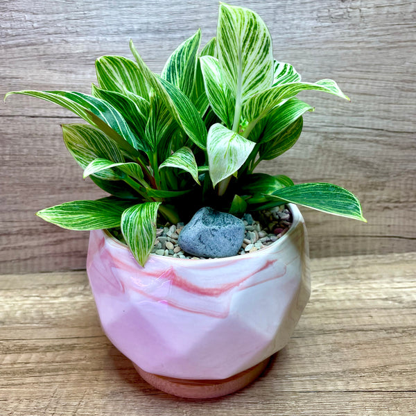Philodendron Birkin in Ceramic Pink Marble Pot
