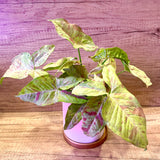 Syngonium Milk Confetti in Pink Ombre Ceramic Planter Pot