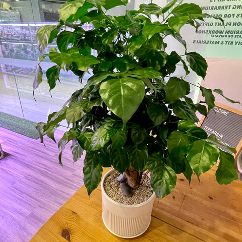 Green Treasure Tree 海南菜豆树/绿宝桩 Radermachera hainanensisin Ceramic White Pot (Total height: 60-75cm)