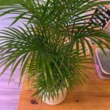 Bamboo Palm Potted Plant in Ceramic White Pot (Total height: 70-75cm)
