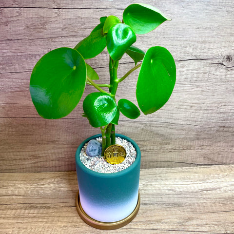 Chinese money plant or coin plant "荷叶碧玉” aka “Raindrop Pilea”  Pilea Polybotrya in Ceramic Planter Pot