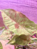 Syngonium Milk Confetti in Pink Ombre Ceramic Planter Pot