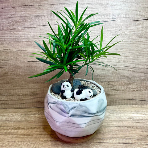 “Luo Han Song” (罗汉松) aka “Buddhist Pine” Podocarpus macrophyllus in Ceramic Pot ~ Panda Theme