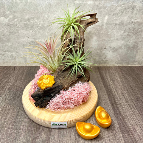 Rosewood Gems Driftwood Airplants Table Display