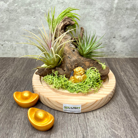 Golden Grove Driftwood Airplants Table Display