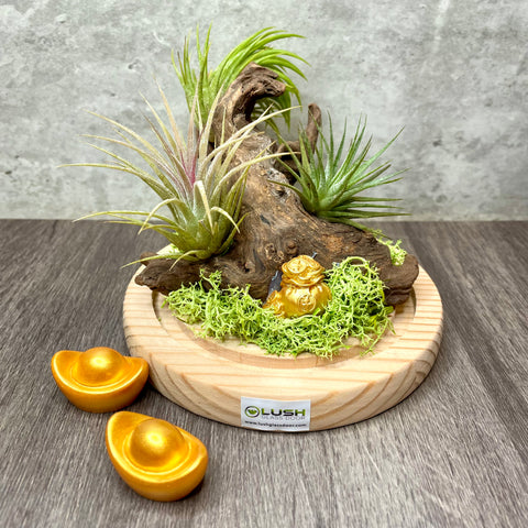 air plant sg Majesty Mid Range Succulent/ Cactus/ Fittonia Terrariums Created by Lush Glass Door, Singapore's Terrarium One Stop Online Shop