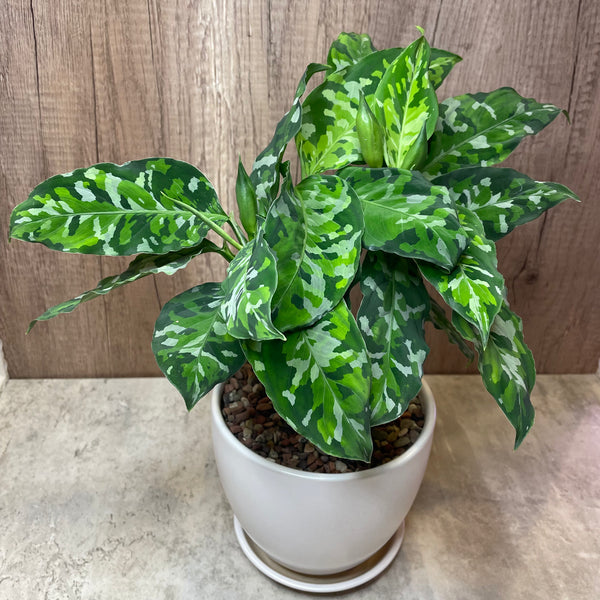 RARE Aglaonema Pictum Tricolor Plant in Ceramic White Pot (M)