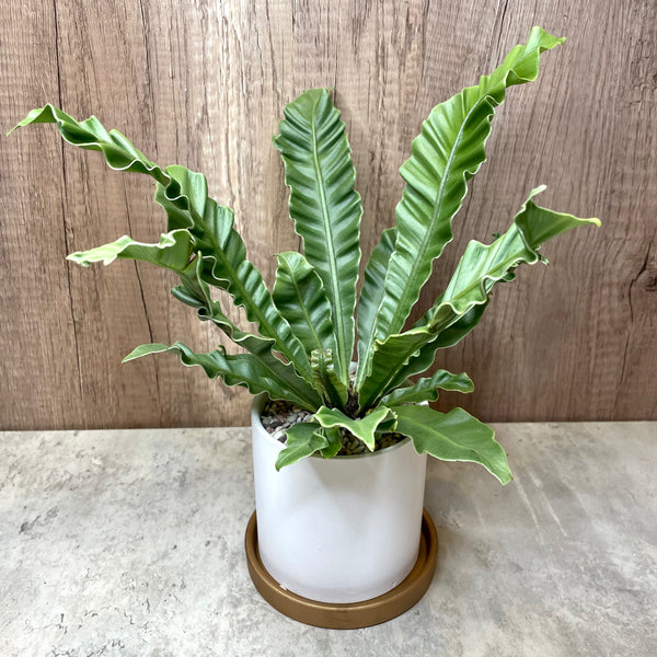 Asplenium Nidus "Silver Wing" Fern Plant in Ceramic White Pot