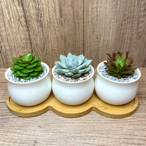 Trio Succulents in White Dainty Ceramic Pots