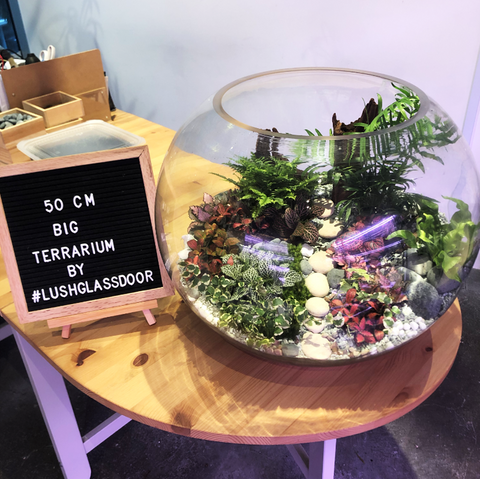 Neve Rainforest Terrarium Centerpiece by Lush Glass Door