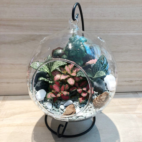Anastasia Fittonia Arrangement in Hanging Globe Terrarium (L)