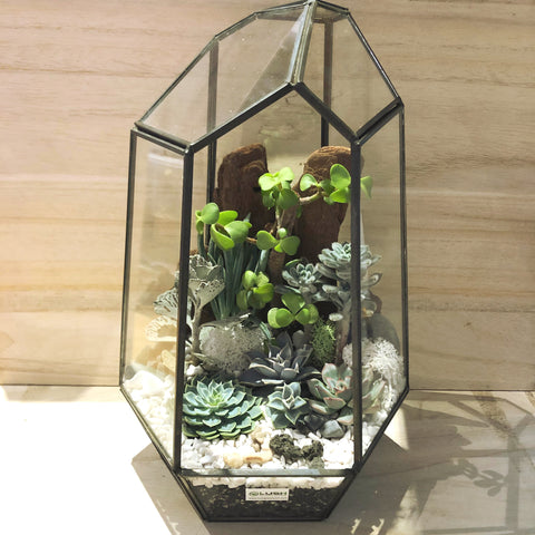 Klay Succulents Arrangement in Diamond Shape Geometric Terrarium (XL)