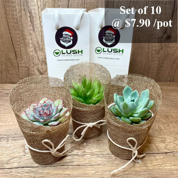 indoor succulents singapore Mini Succulents in Burlap Created by Lush Glass Door, Singapore's Terrarium One Stop Online Shop