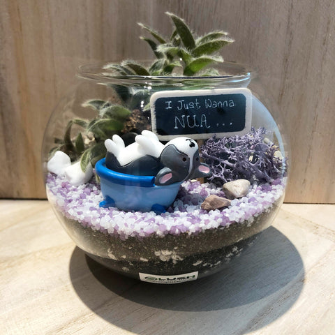 I Wanna Nua Succulent Terrarium in Small Round Bowl