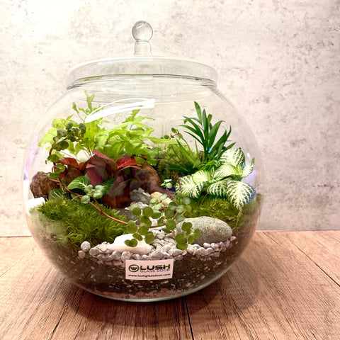 Miah Holland Moss & Tropical Plants Bowl Terrarium