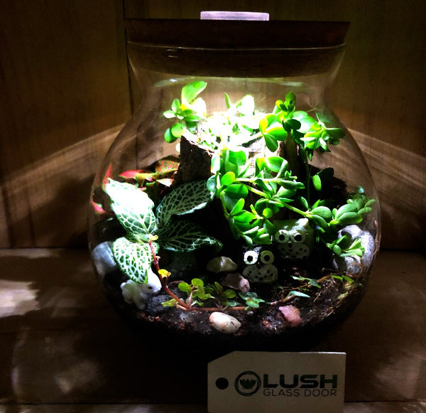 mystic owl terrarium by lush glass door singapore
