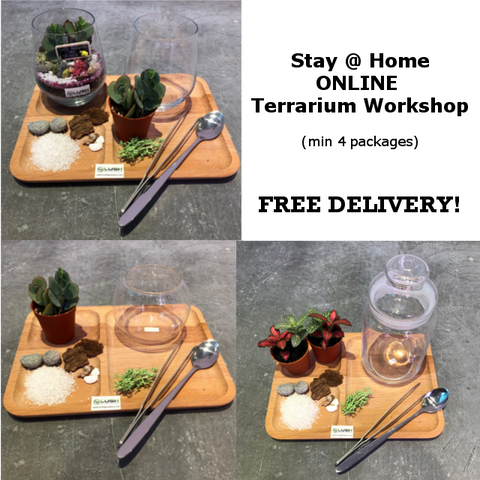 Stay @ Home (ONLINE) Terrarium Workshop
