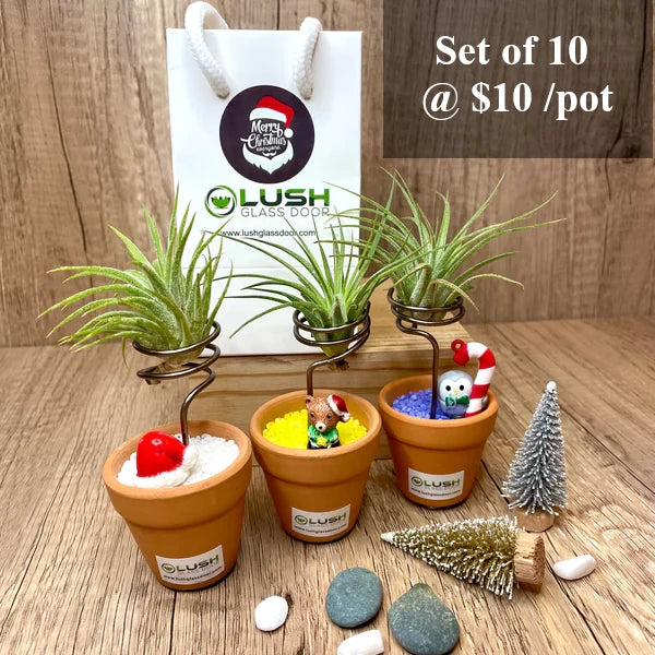 air plant christmas ideas Cute Airplant with Assorted Colored Sand by Lush Glass Door, Singapore's Terrarium One Stop Online Shop