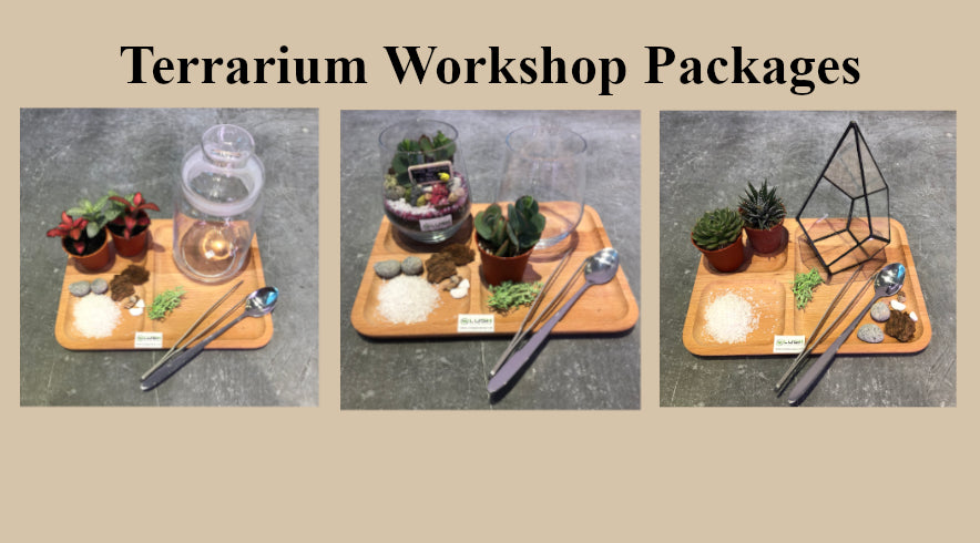 terrarium workshop packages