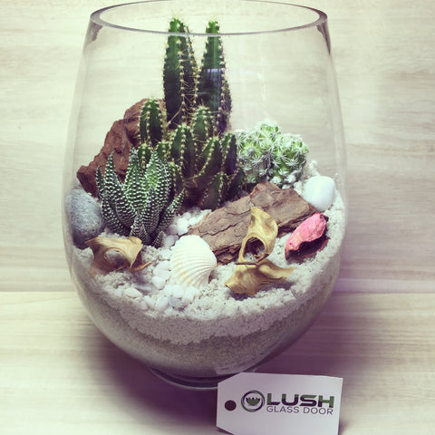 Scenic Terrariums