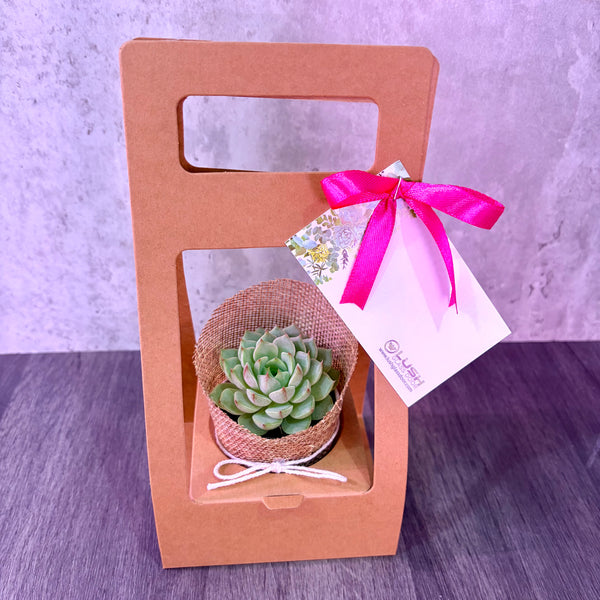Corporate Gift Mini Succulent / Fittonia Plant in Burlap (20 units)