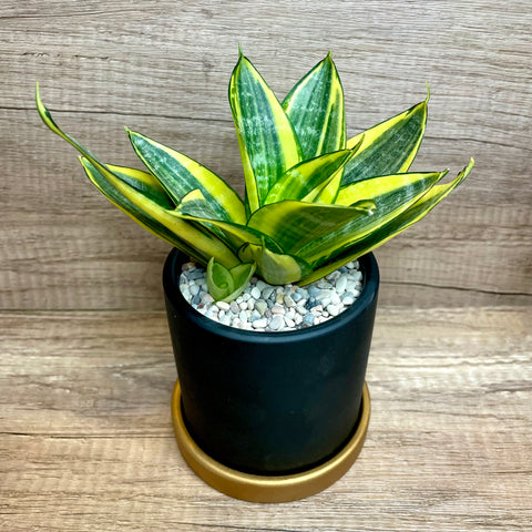 AIR PURIFYING PLANT Sansevieria aka Snake Plant in Ceramic Pot