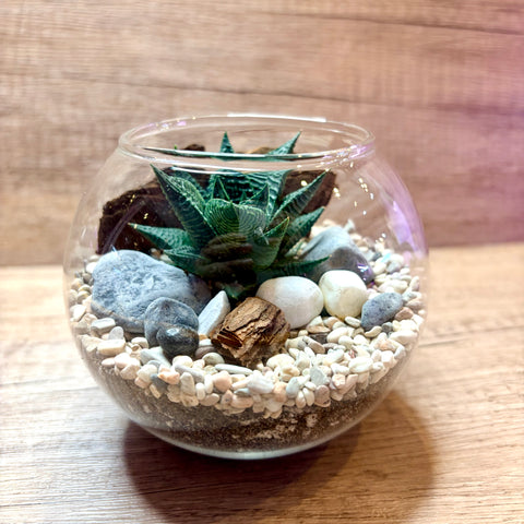 Wild Earth Zen Themed Succulent Terrarium
