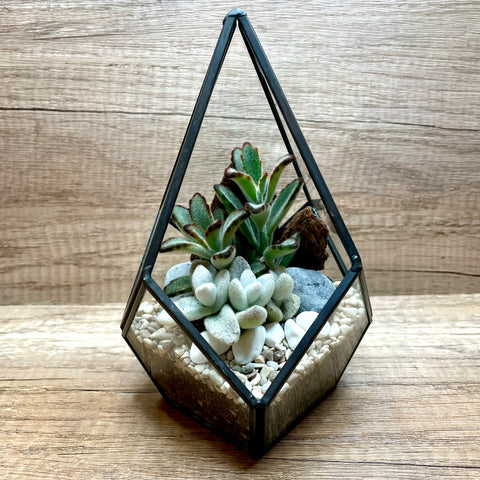 The Fluffy Succulents Arrangement in Teardrop Geometric Terrarium