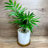 Hands-On Pot Planting Experience Workshop (10pax)