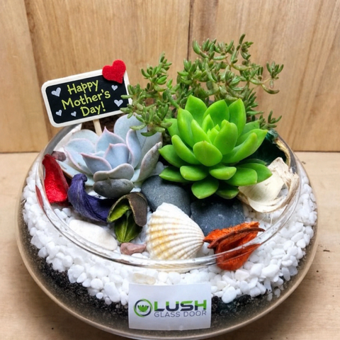 Alluring Gracelyn Succulents Arrangement Mid Range Terrarium