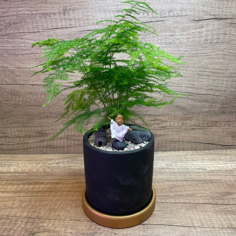 Asparagus Fern in Modern Ceramic Pot with Golden Base