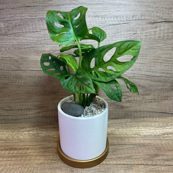 Monstera / Cheese Plant in Ceramic Pot