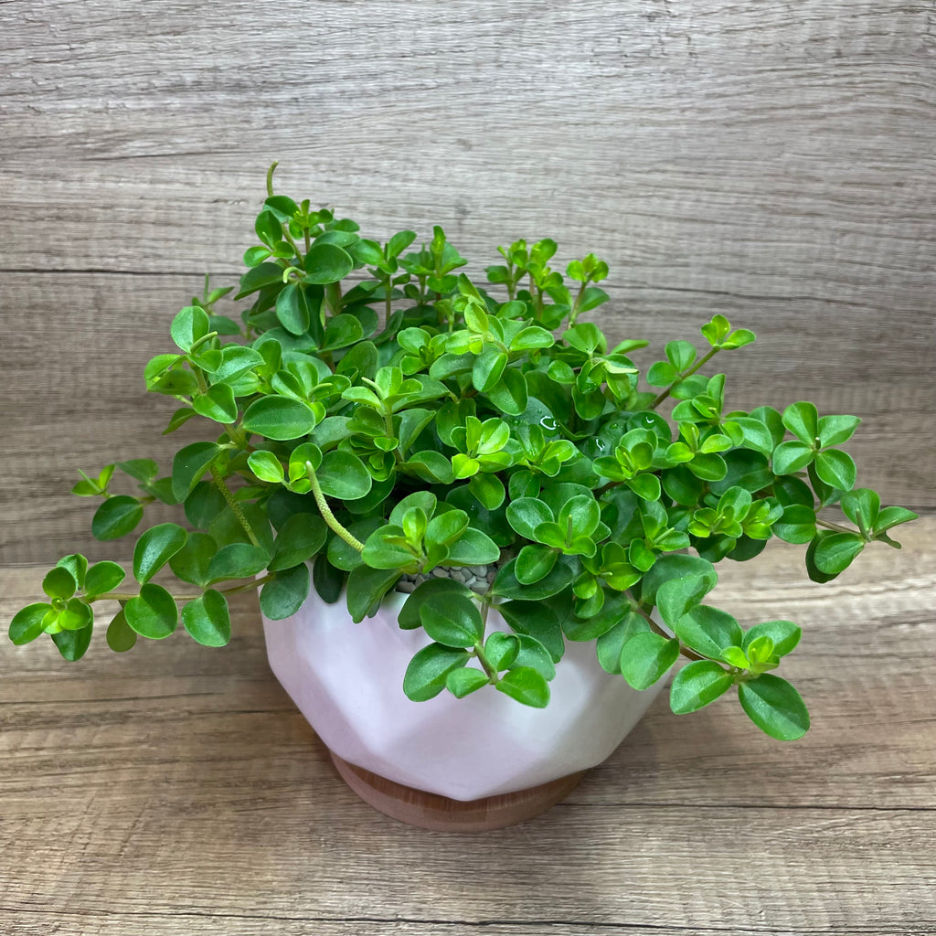 jade necklace plant peperomia Succulent in Ceramic Marble Veined Tall Pot by Lush Glass Door