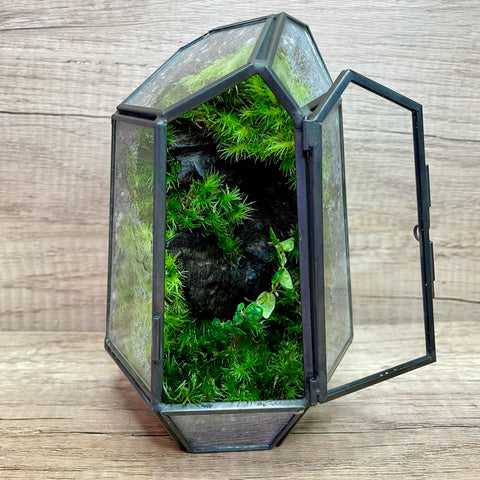 Apis Moss in Diamond Shape Geometric Terrarium