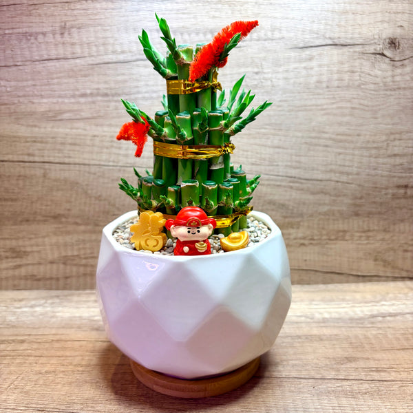 Lucky Bamboo (富贵竹)  in Ceramic Pot ~ Cai Shen Ye 财神爷 Theme