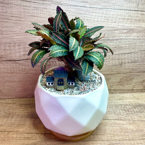 Euphorbia Francoisii in Ceramic Pot