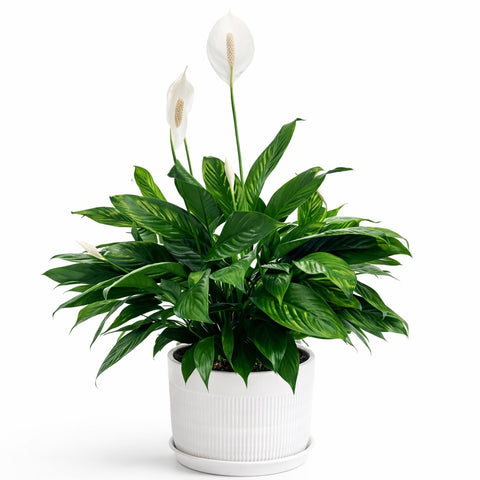 Air Purifying Good Luck Plant Peace Lily Plant (Large) in Ceramic White Pot (Total height: 60-80cm)