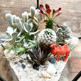 Sahara Camel Desert Themed Cactus Square Geometric Terrarium
