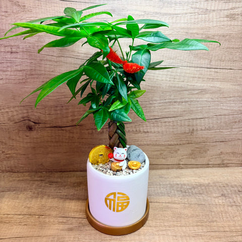 Braided Stem Pachira Money Tree in Ceramic Pot with Gold Base